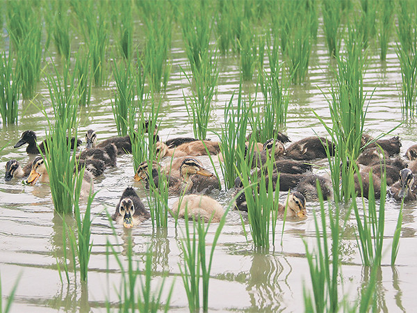Rice cum Duck Farming Model: Adoption by Rastriya Khadya Bank Ltd. for Commercial Rice production